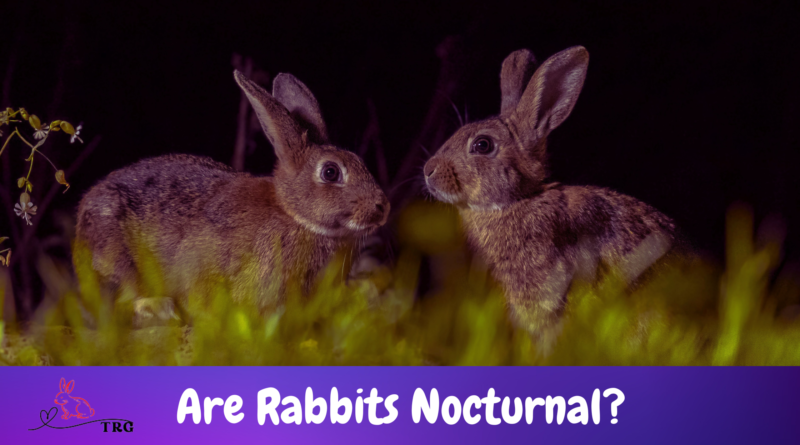 Are Rabbits Nocturnal
