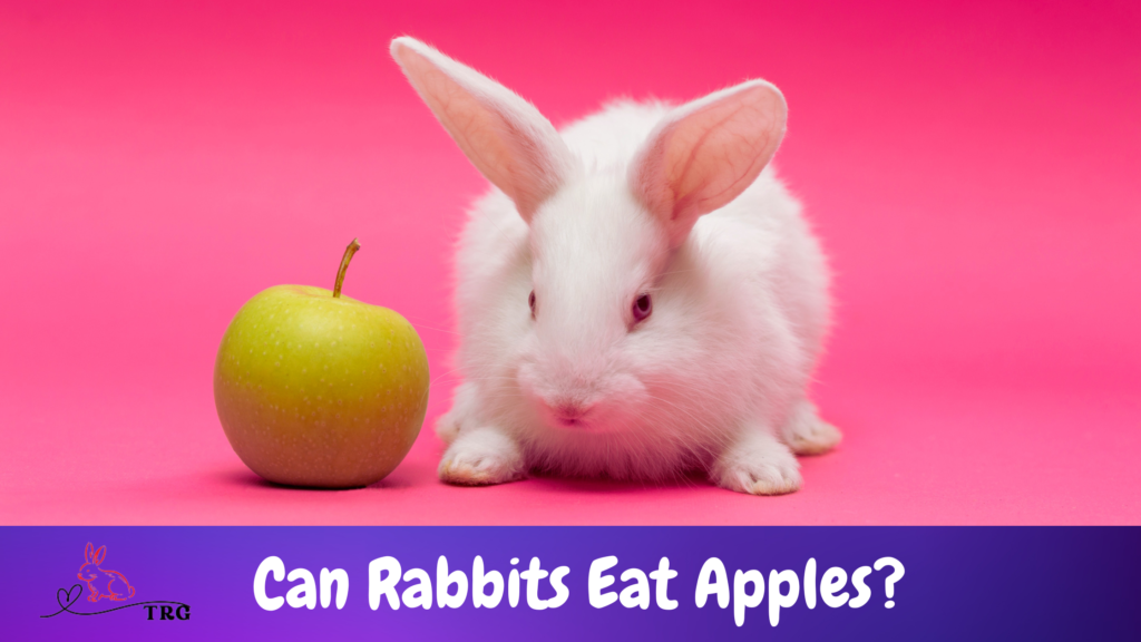 Can Rabbits Eat Apples? The Dos and Don'ts While Feeding!