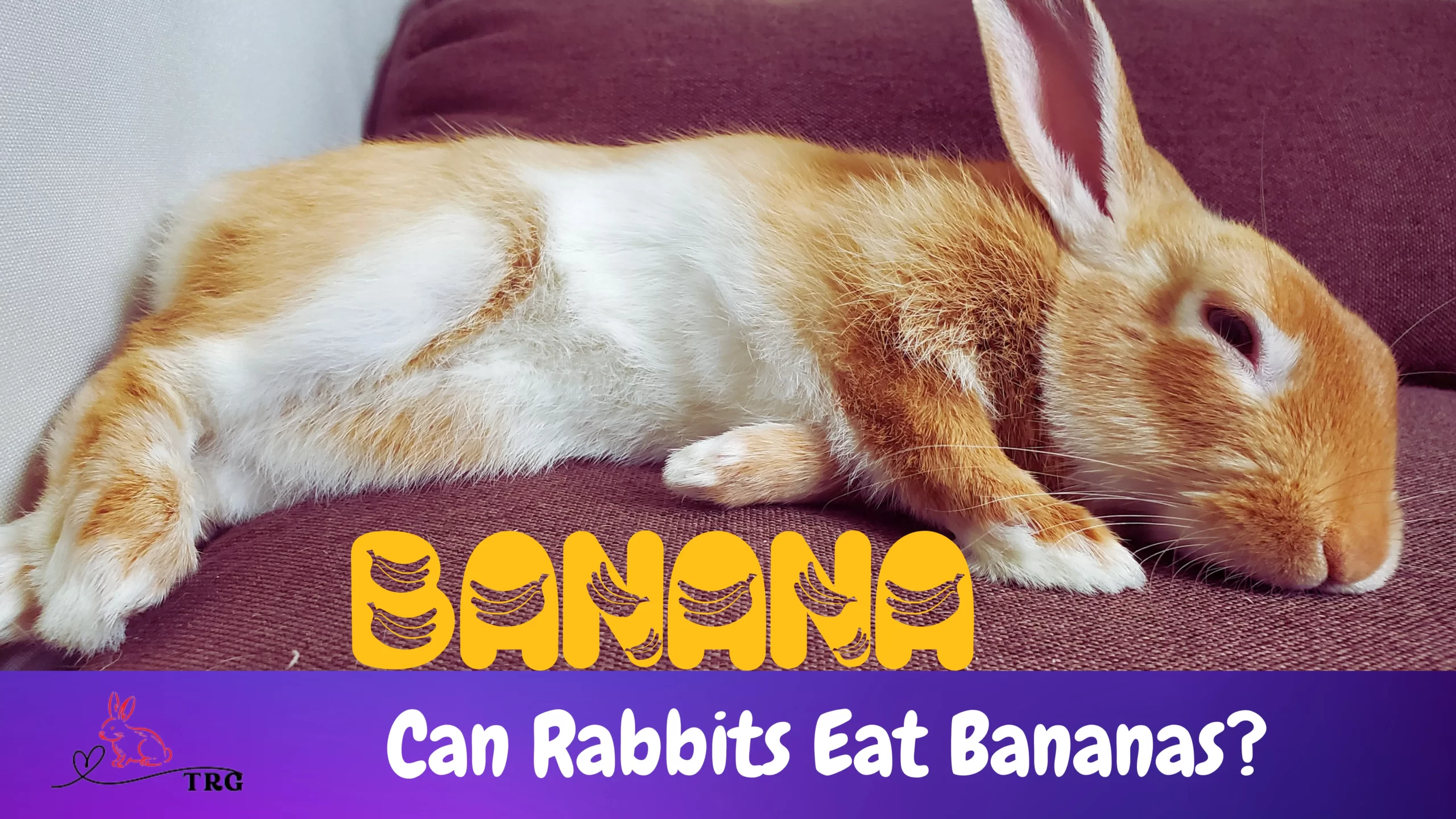Can Rabbits Eat Bananas Heres What You Need To Know