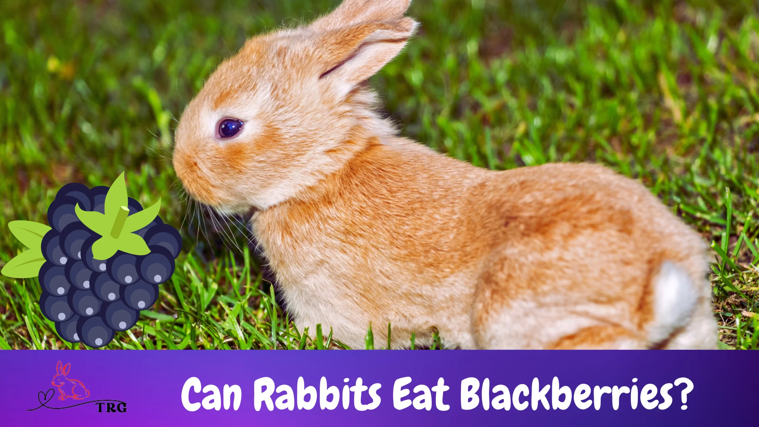 Can Rabbits Eat Blackberries? A Look at Benefits and Precautions