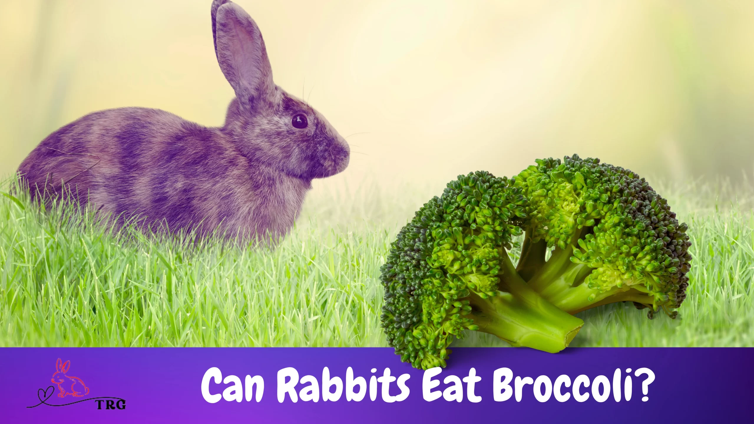 Can Rabbits Eat Broccoli? If So, How Much & Is It Safe?