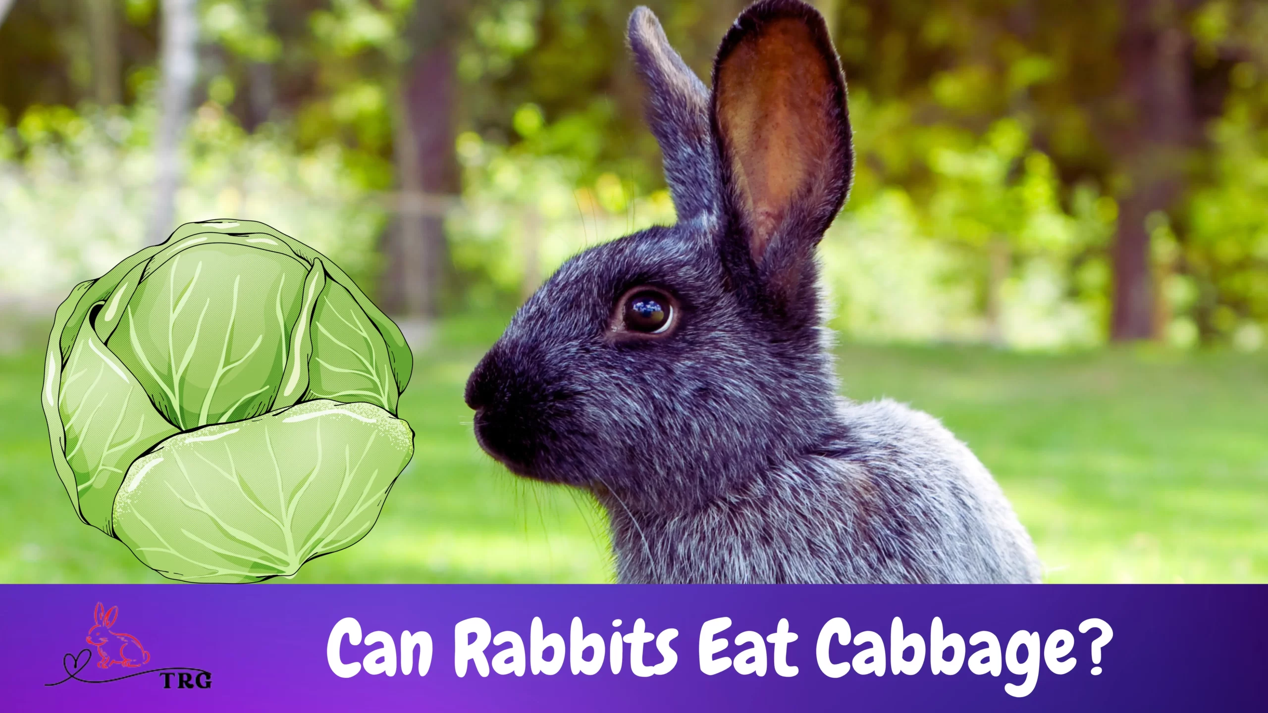 Can Rabbits Eat Cabbage? Yes Or No? Find Out Here!