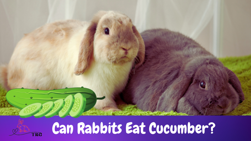 can-rabbits-eat-cucumber-can-your-bunny-enjoy-cucumber