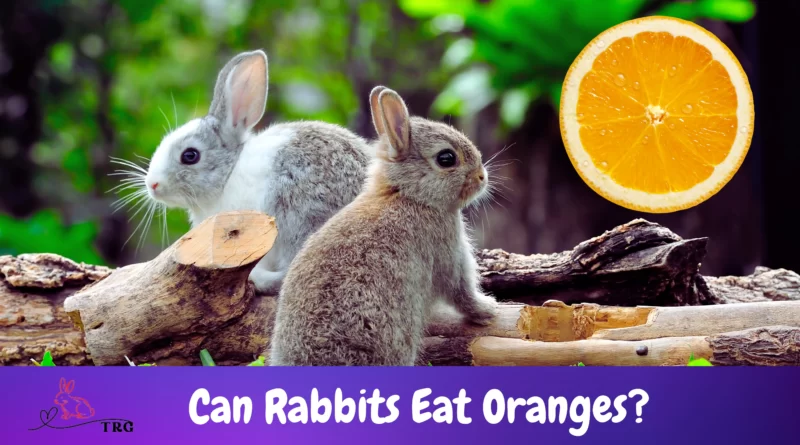Can Rabbits Eat Oranges