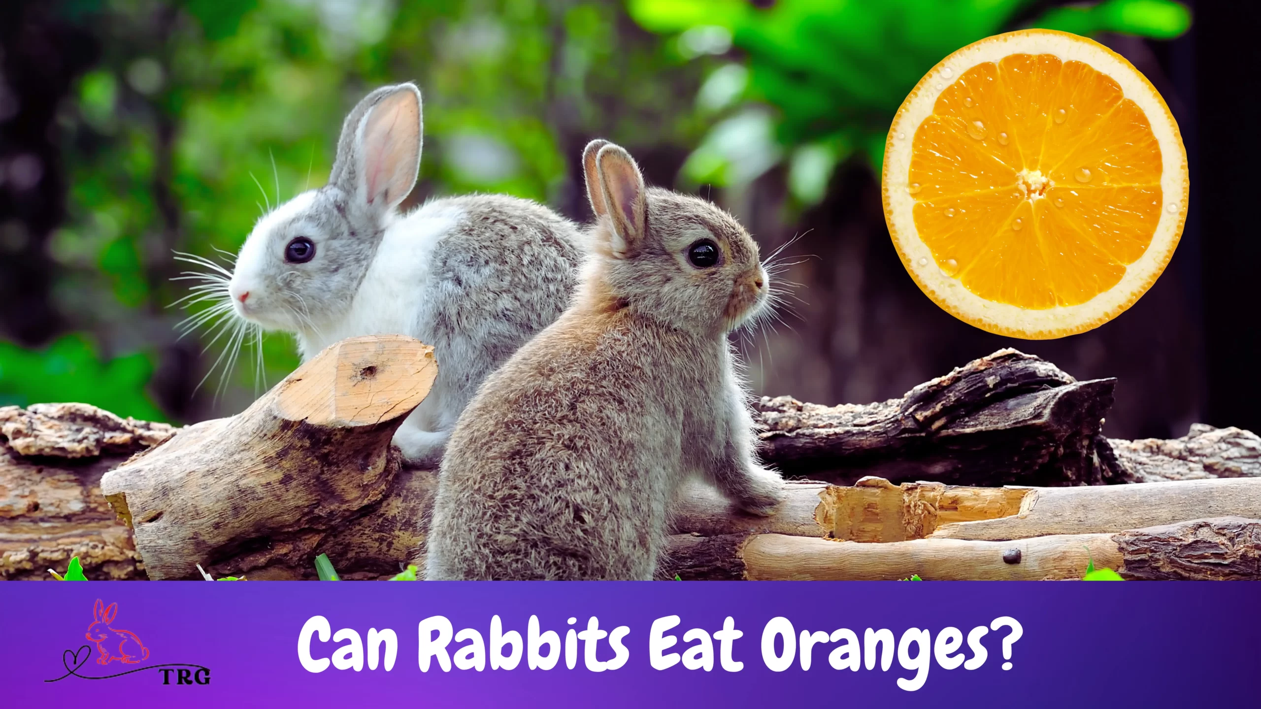 Can Rabbits Eat Oranges? Is It Okay To Feed Them? Risks?