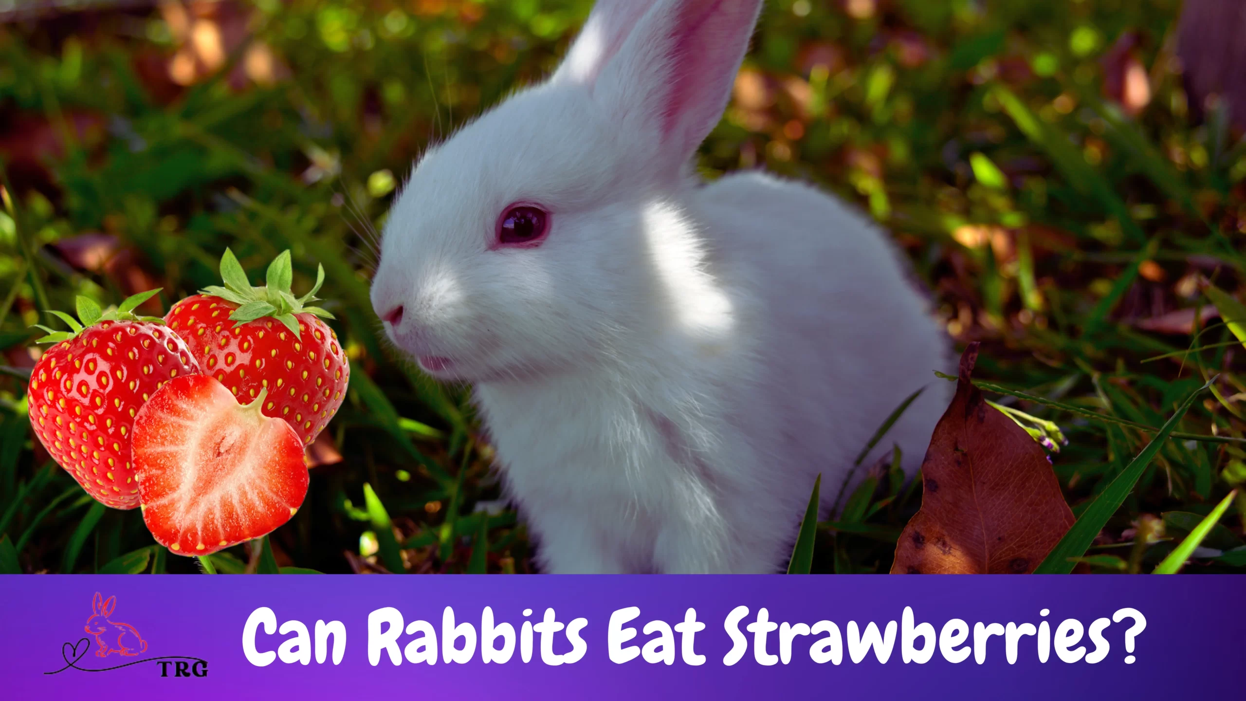 Can Rabbits Eat Strawberries? A Delicious and Nutritious Treat?