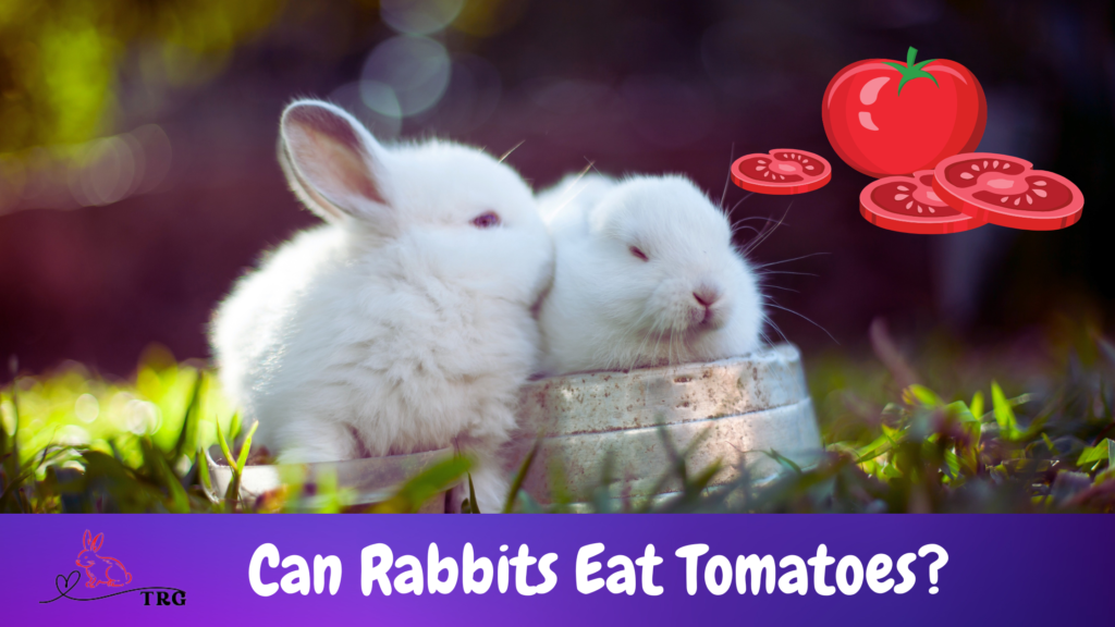 Rabbit Health 101: Can Rabbits Eat Tomatoes? Pros and Cons!