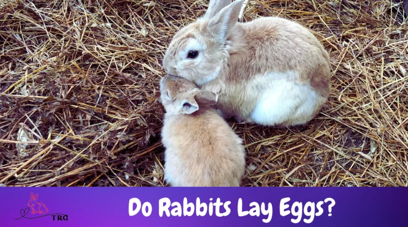 Do Rabbits Lay Eggs