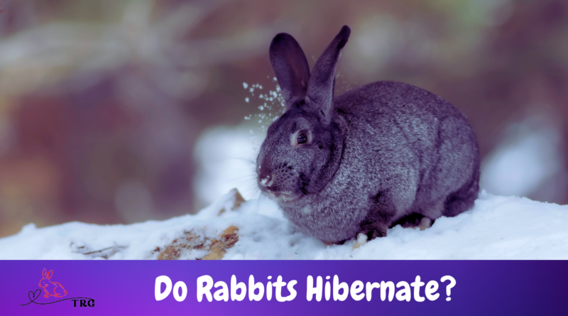 Do rabbits hibernate