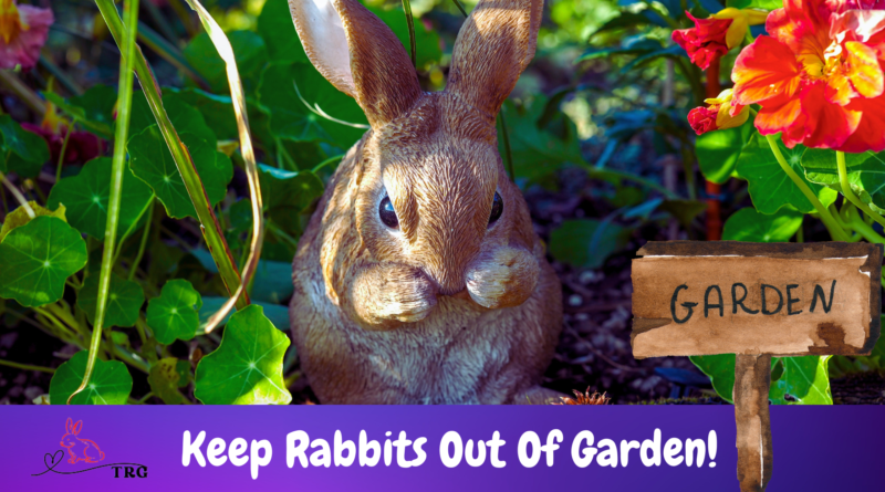 How To Keep Rabbits Out Of Garden?
