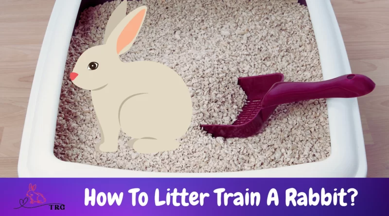 How To Litter Train A Rabbit