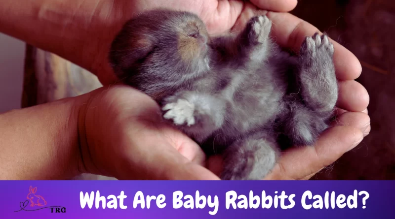 What Are Baby Rabbits Called