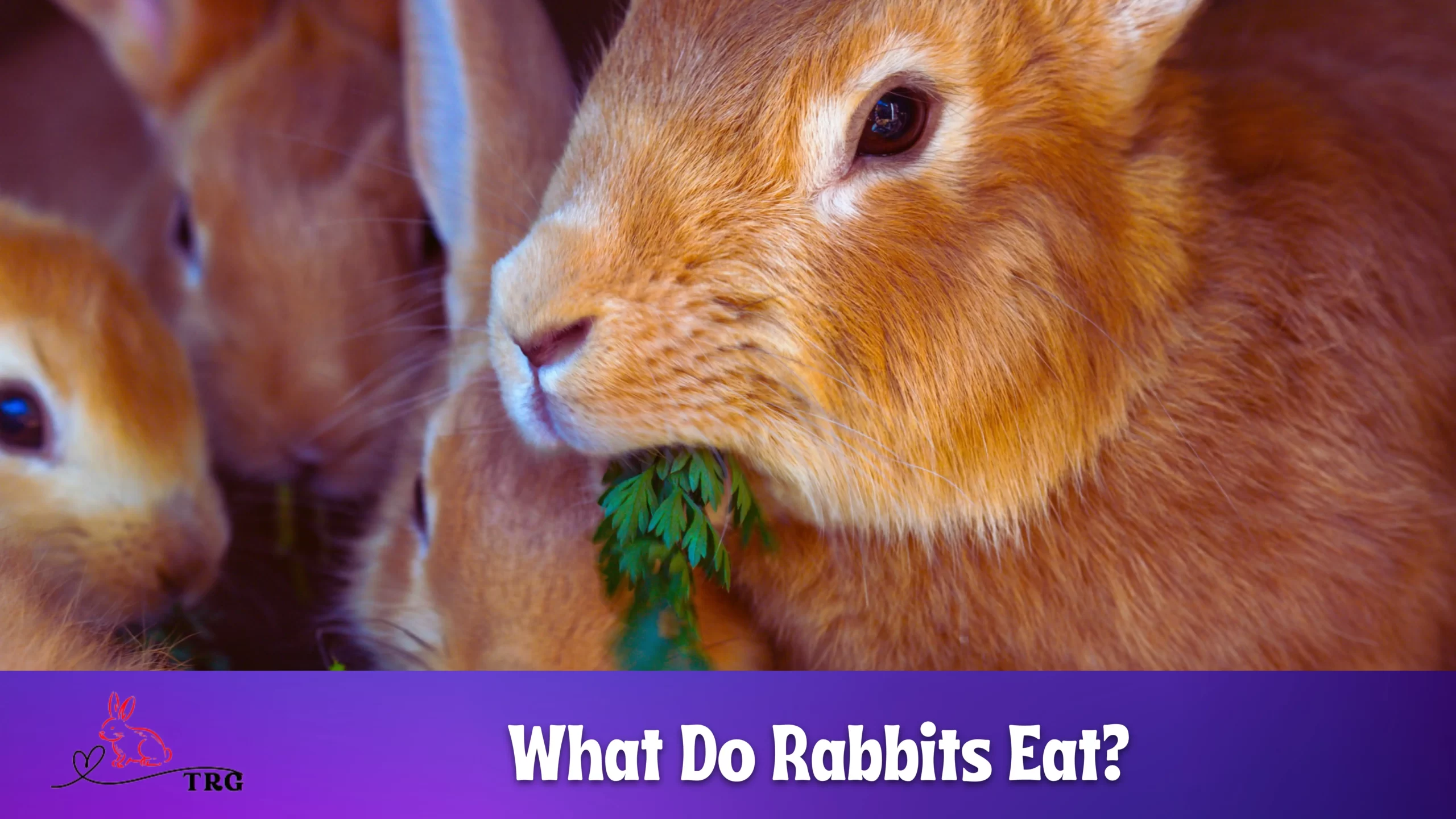 What Do Rabbits Eat? What Foods to Avoid Giving to a Rabbit?