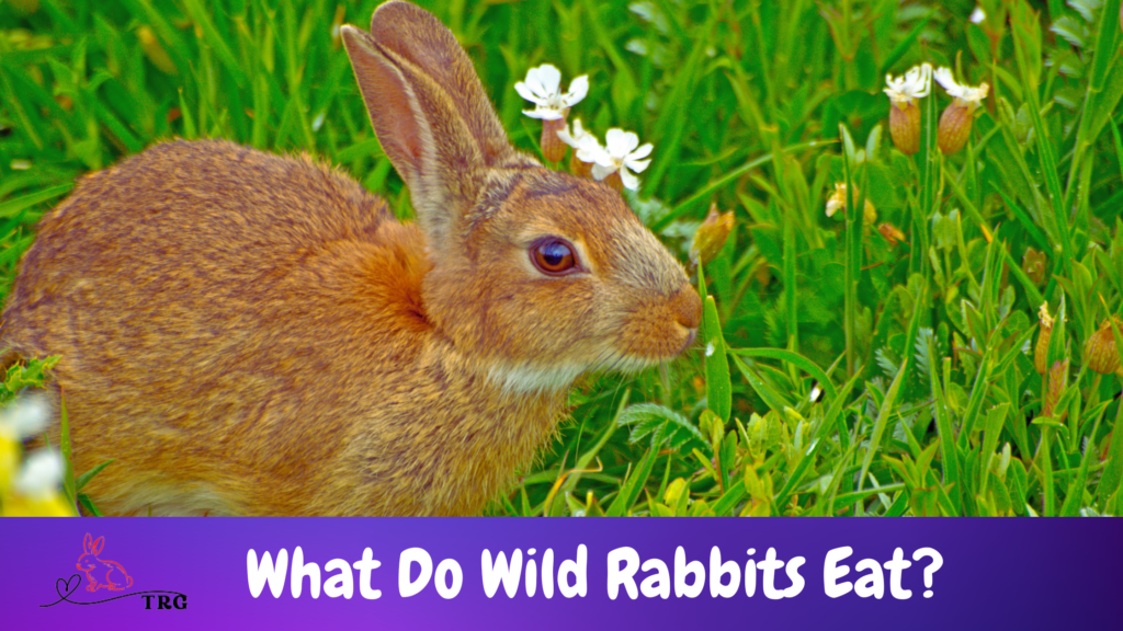 Discover What Do Wild Rabbits Eat: A Look at Their Natural Diet