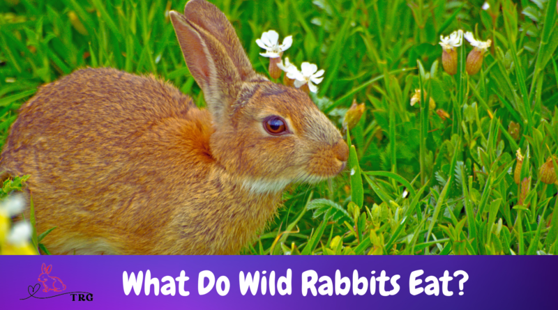 What Do Wild Rabbits Eat