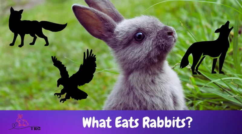 What Eats Rabbits
