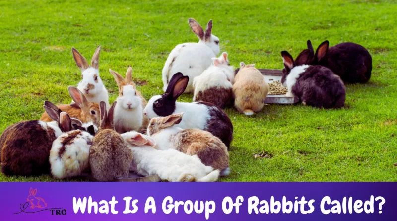 What Is A Group Of Rabbits Called