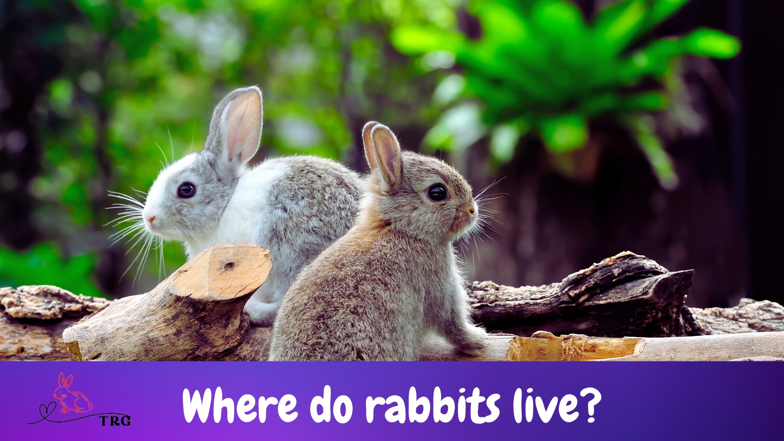 Where Do Rabbits Live? Understanding Rabbit Habitats