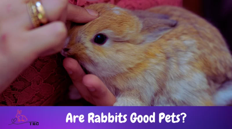 Are Rabbits Good Pets