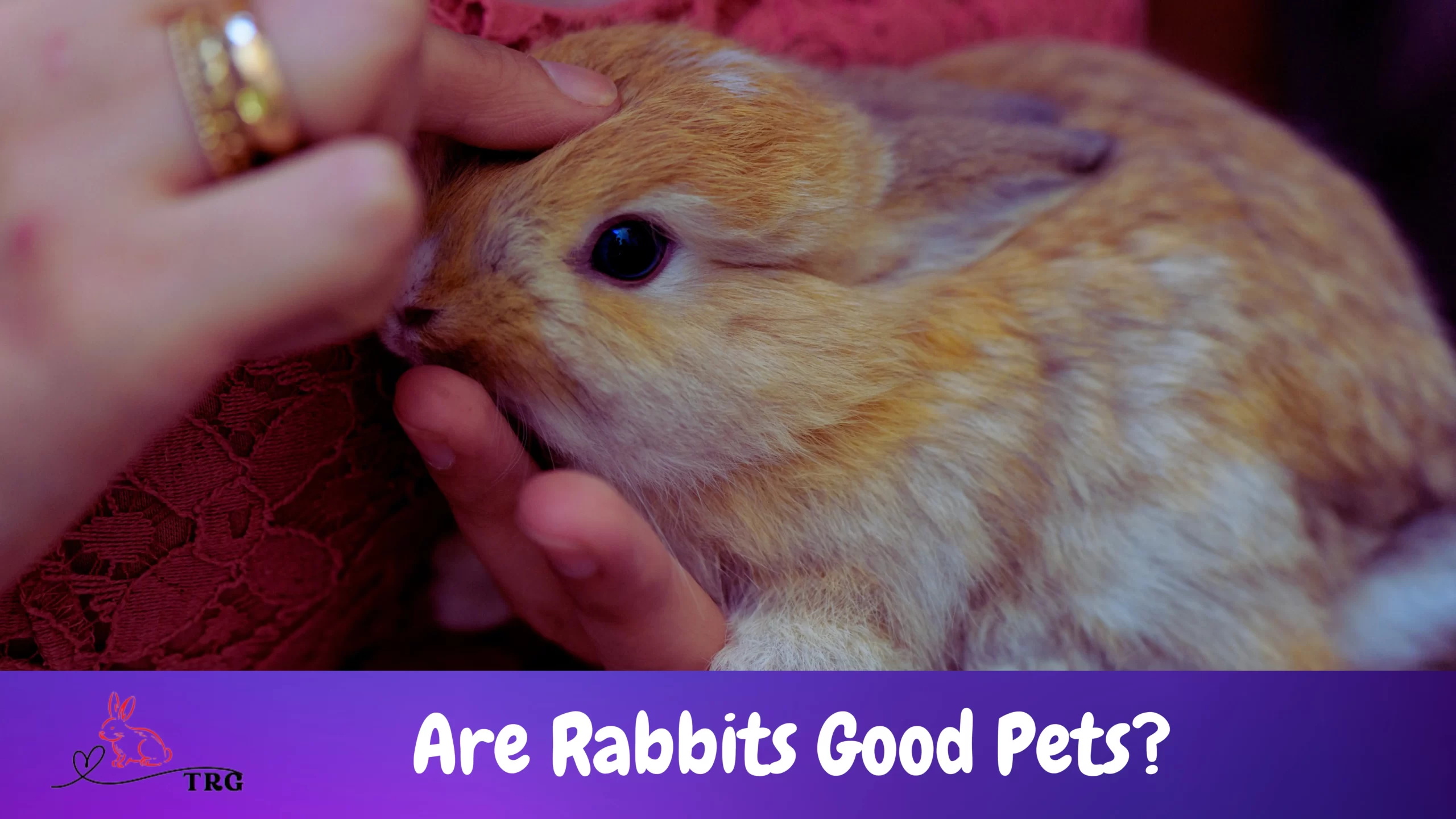 Are Rabbits Good Pets? Pros And Cons To Consider