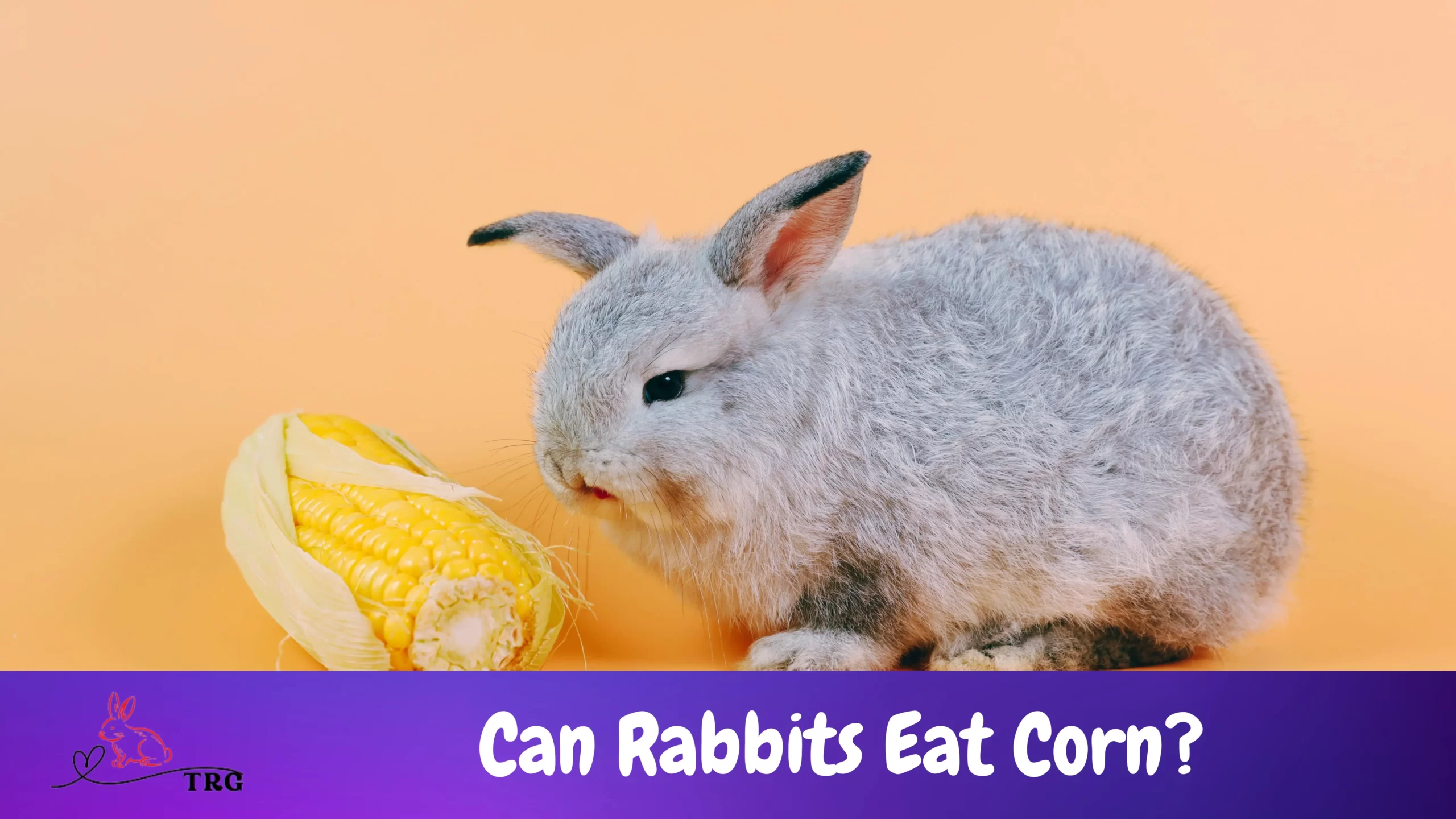 can-rabbits-eat-corn-is-feeding-corn-on-the-menu