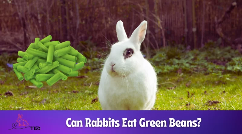 Can Rabbits Eat Green Beans