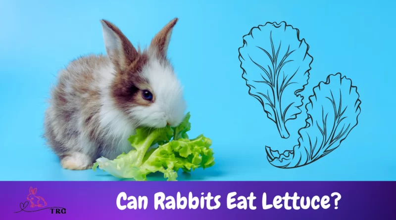 Can Rabbits Eat Lettuce