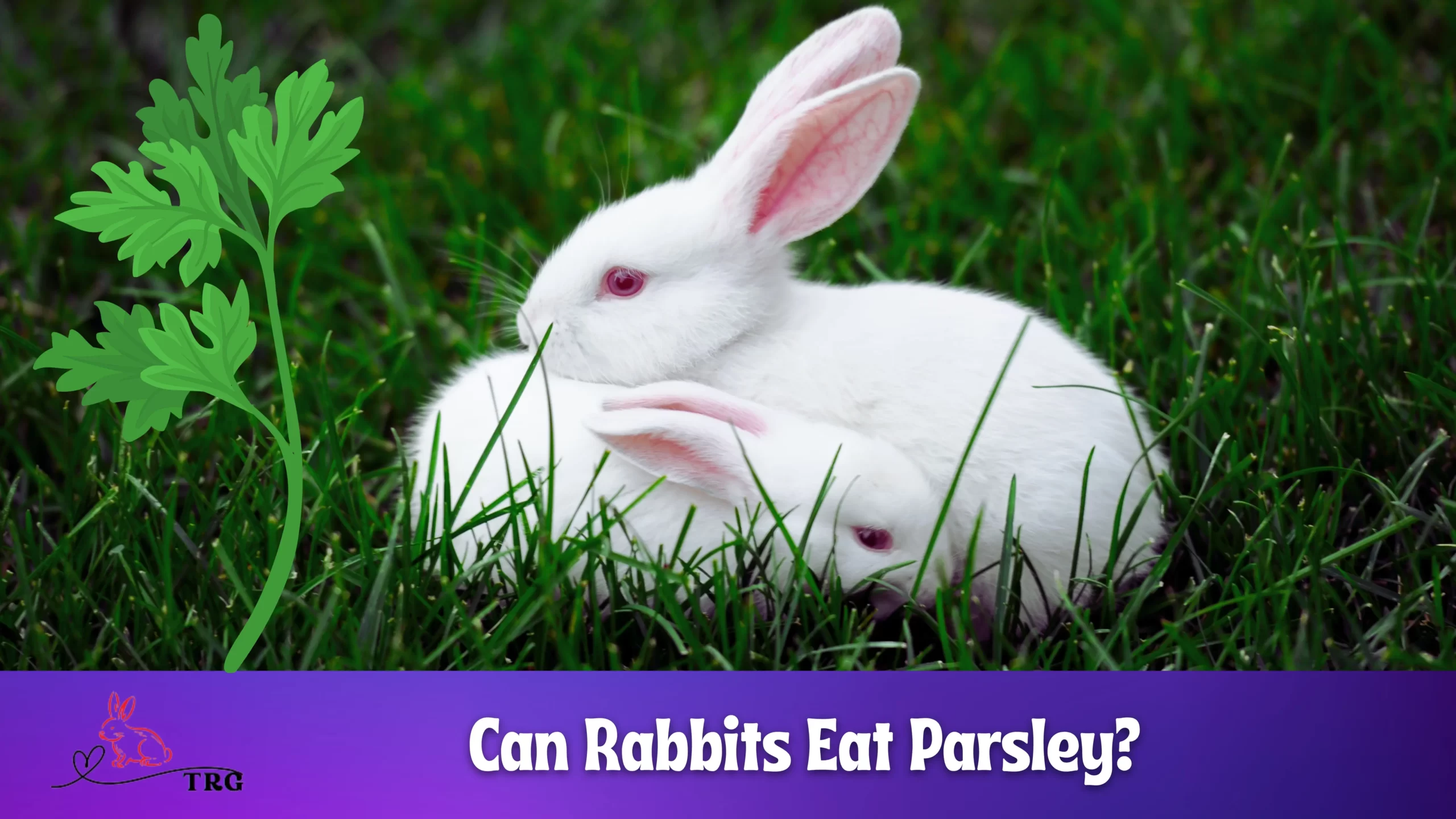 Can Rabbits Eat Parsley? Benefits and How to Feed?