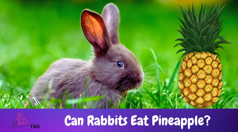 Can Rabbits Eat Pineapple