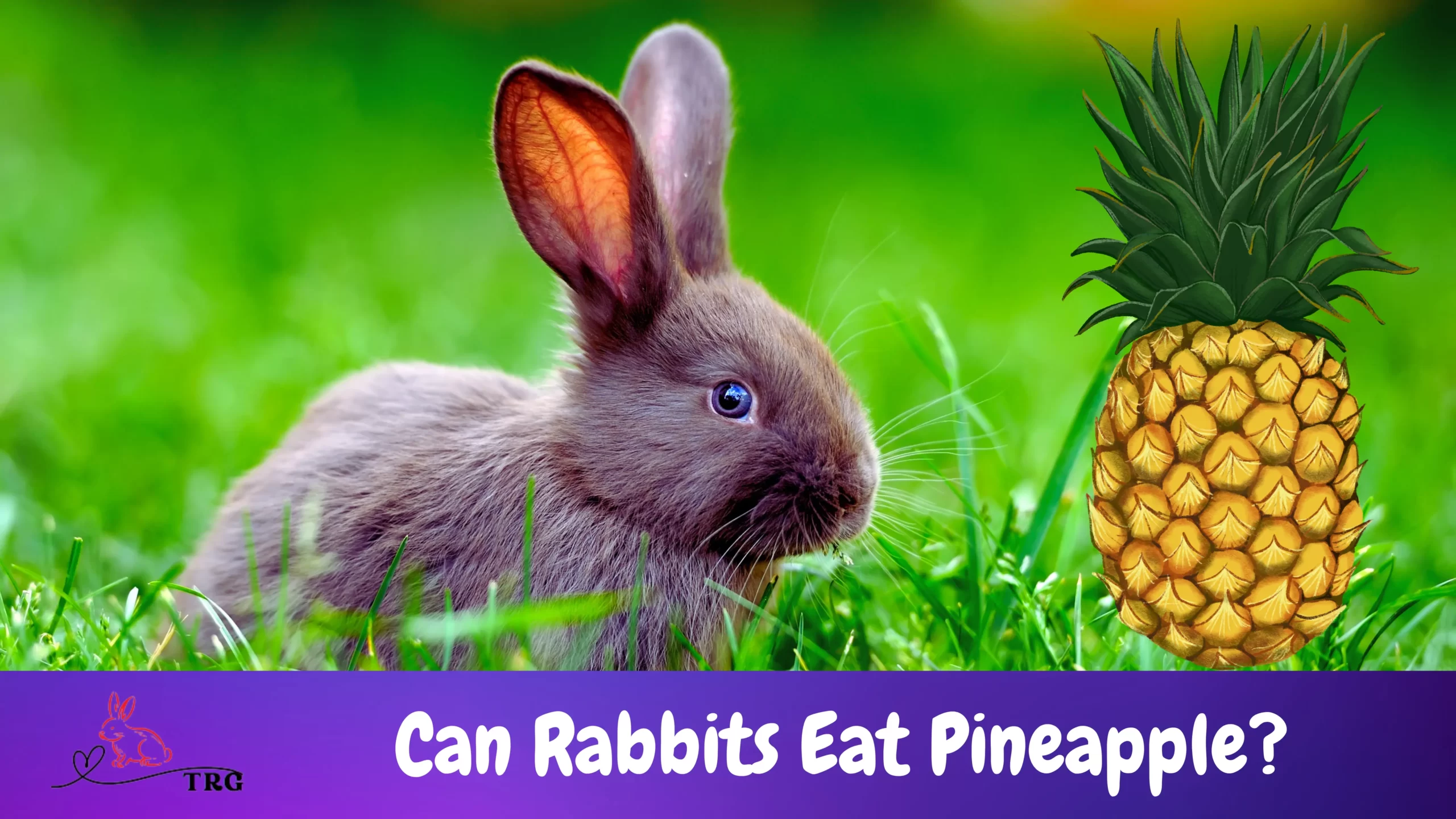 Can Rabbits Eat Pineapple? Yay Or Nay? Find Out Here!