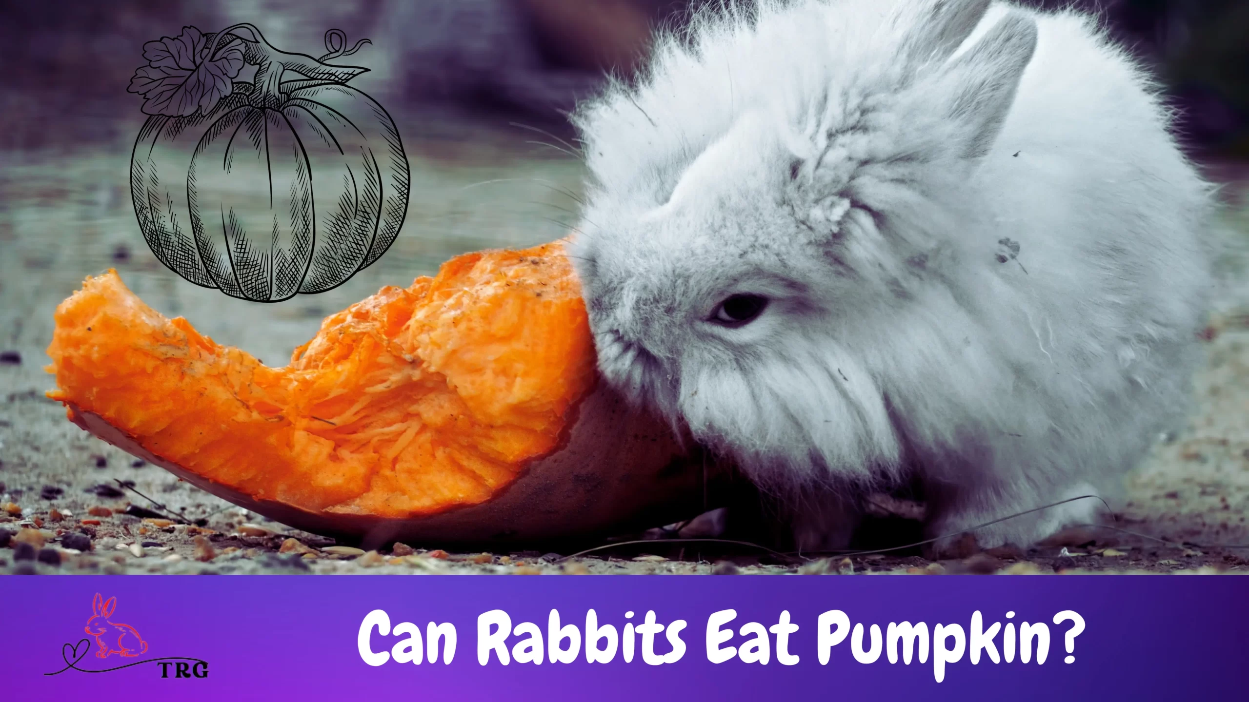 can-rabbits-eat-pumpkin-nutritional-value-and-risks-explained