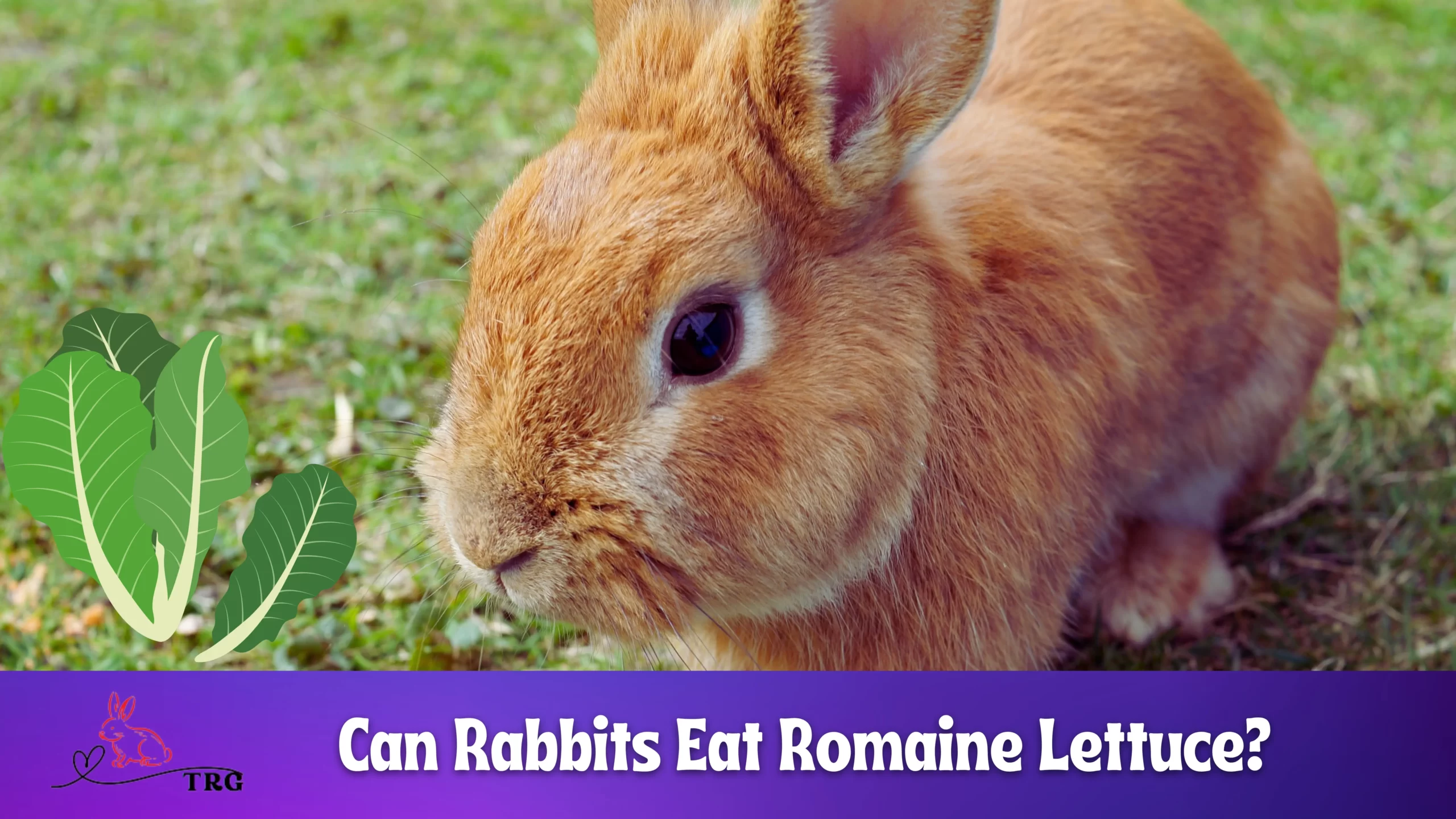 Can Rabbits Eat Romaine Lettuce? How to Feed & How Much?