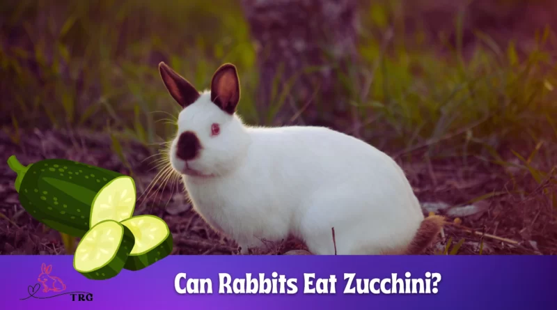 Can Rabbits Eat Zucchini