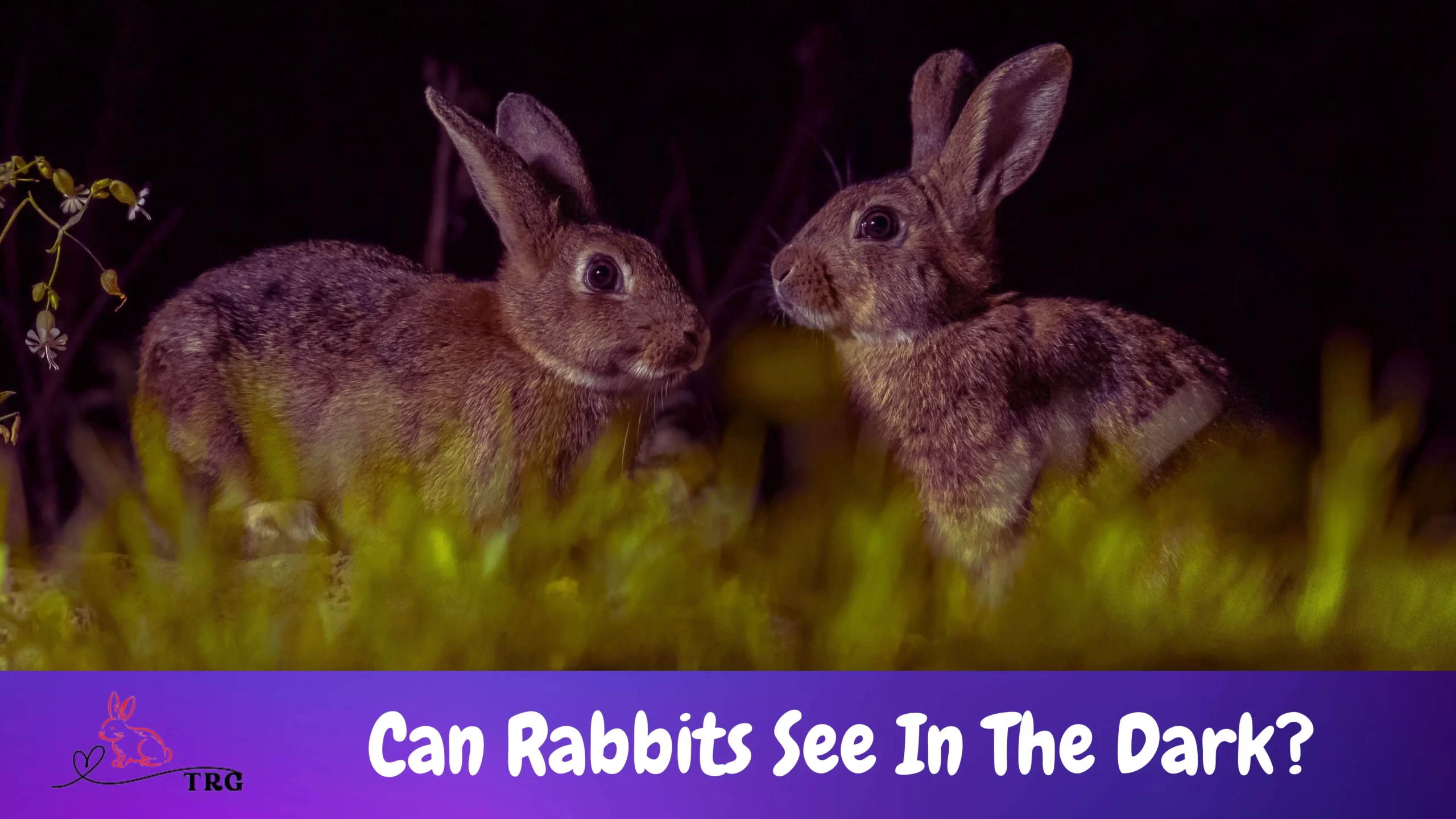 Can Rabbits See in the Dark? terbaru