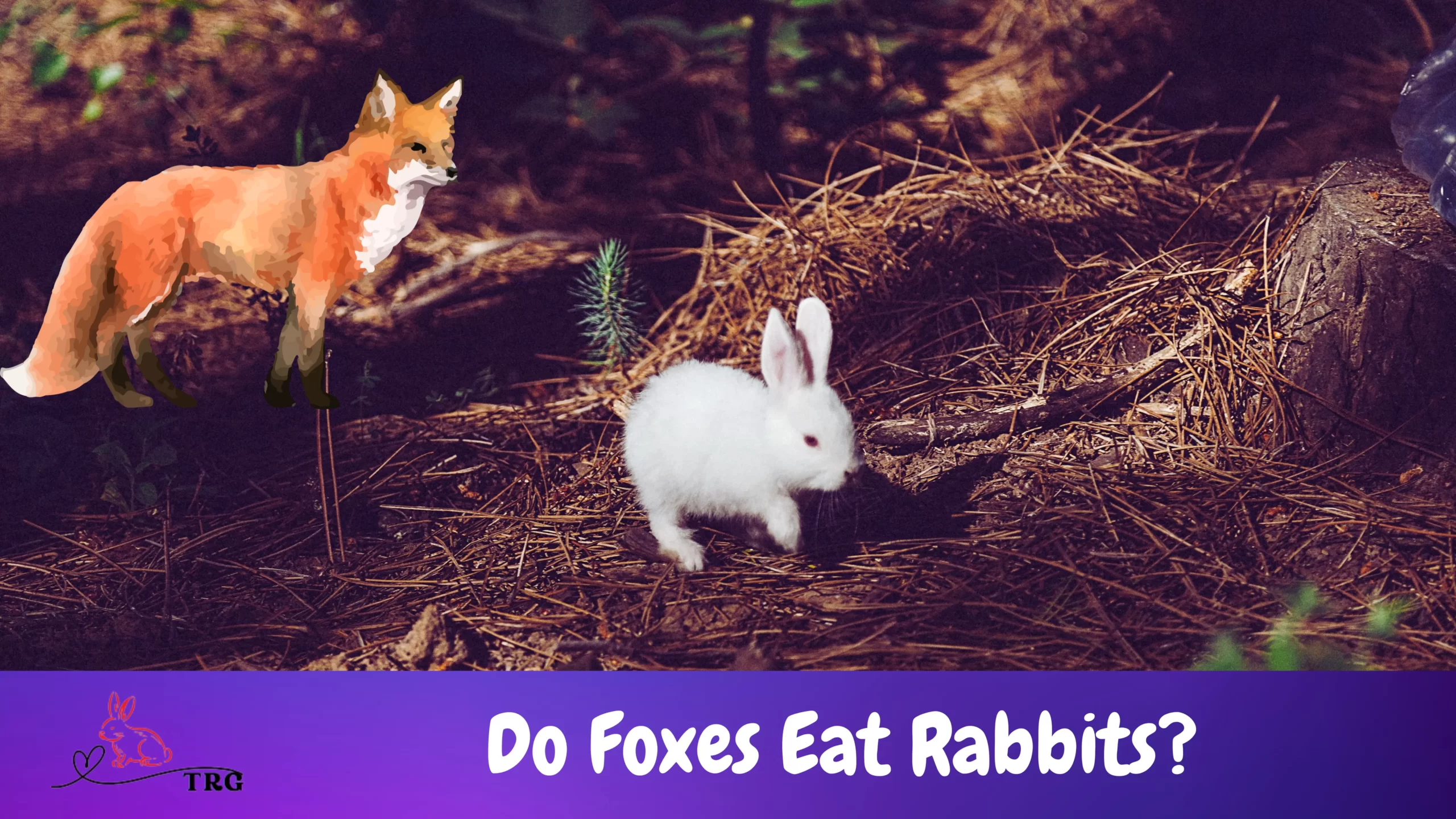 Do Foxes Eat Rabbits? Rabbit Safety At Risk!