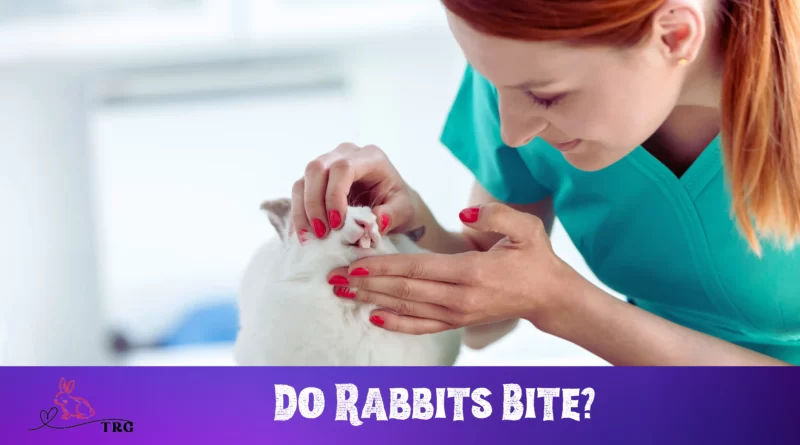 Do Rabbits Bite