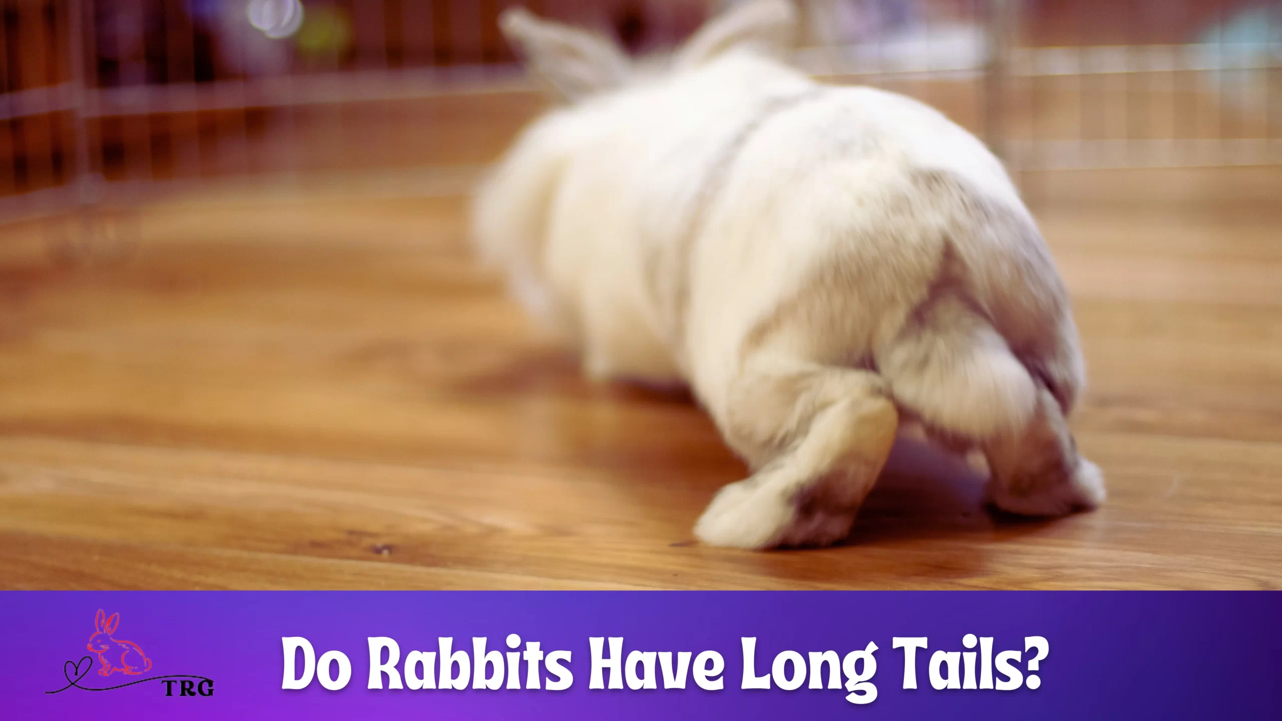 Do Rabbits Have Long Tails? Short, Medium & Long Bunny Tails!