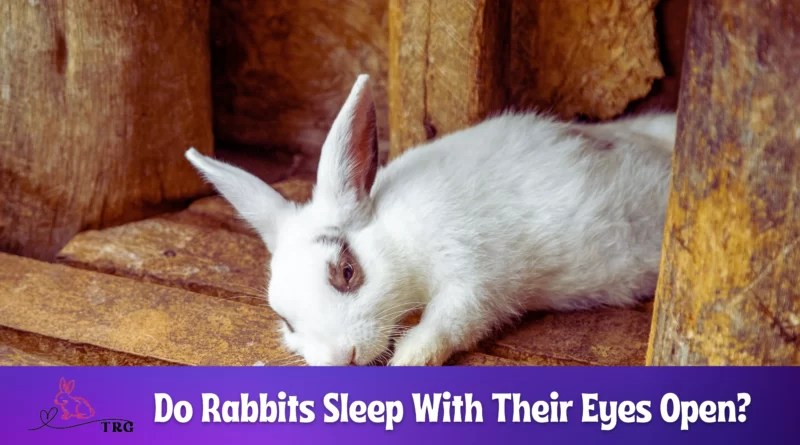 Do Rabbits Sleep With Their Eyes Open