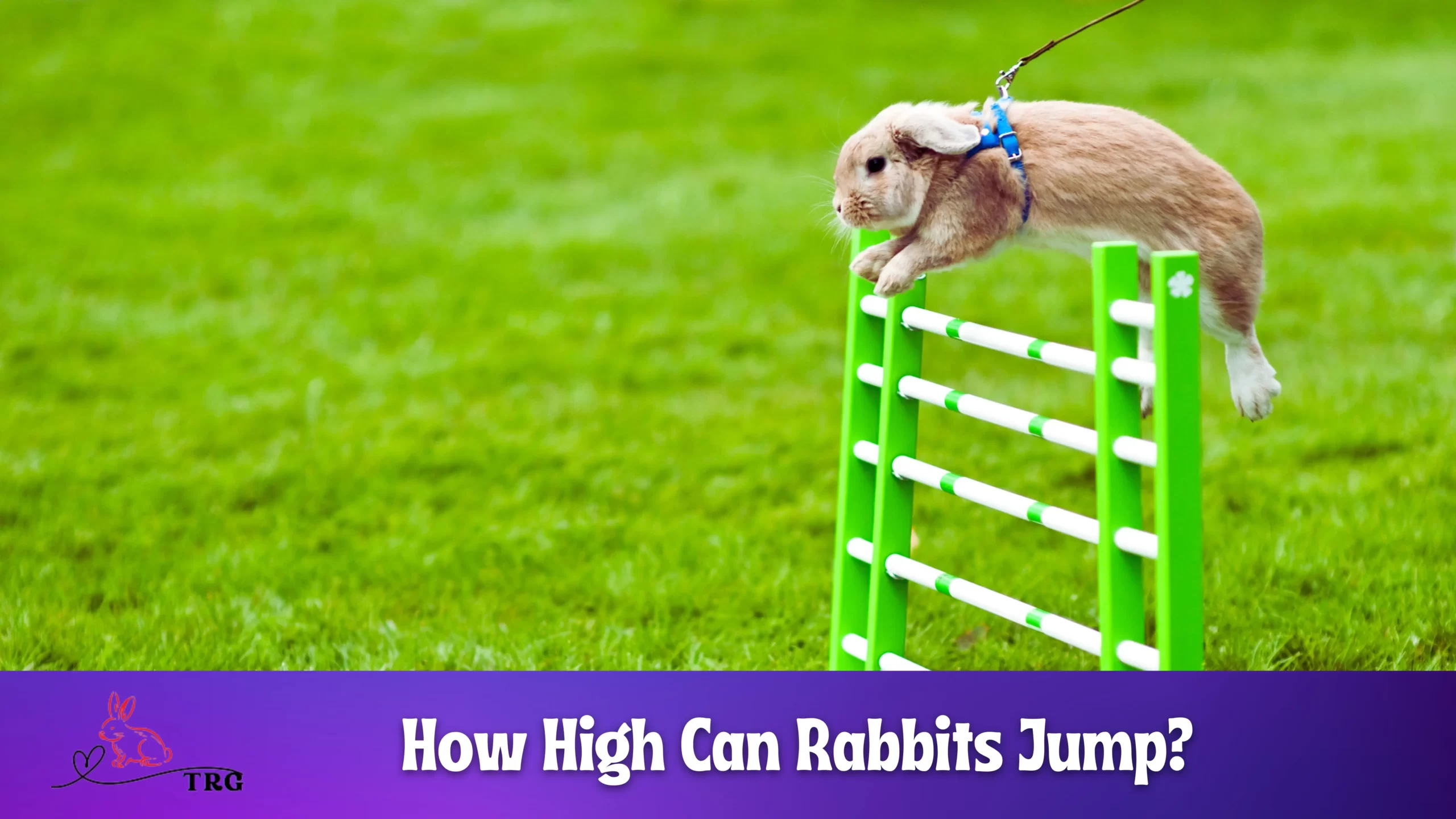 How High Can Rabbits Jump?