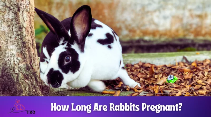 How Long Are Rabbits Pregnant