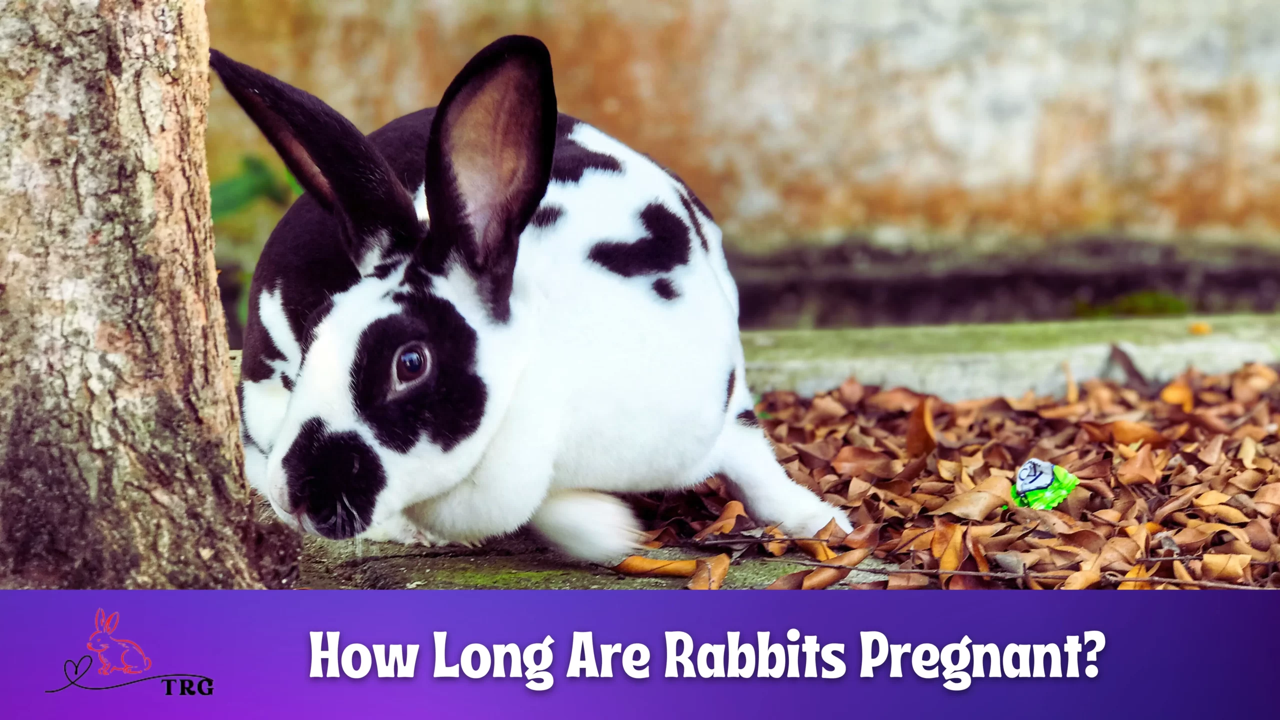 how-long-are-rabbits-pregnant-signs-of-pregnancy-in-rabbits