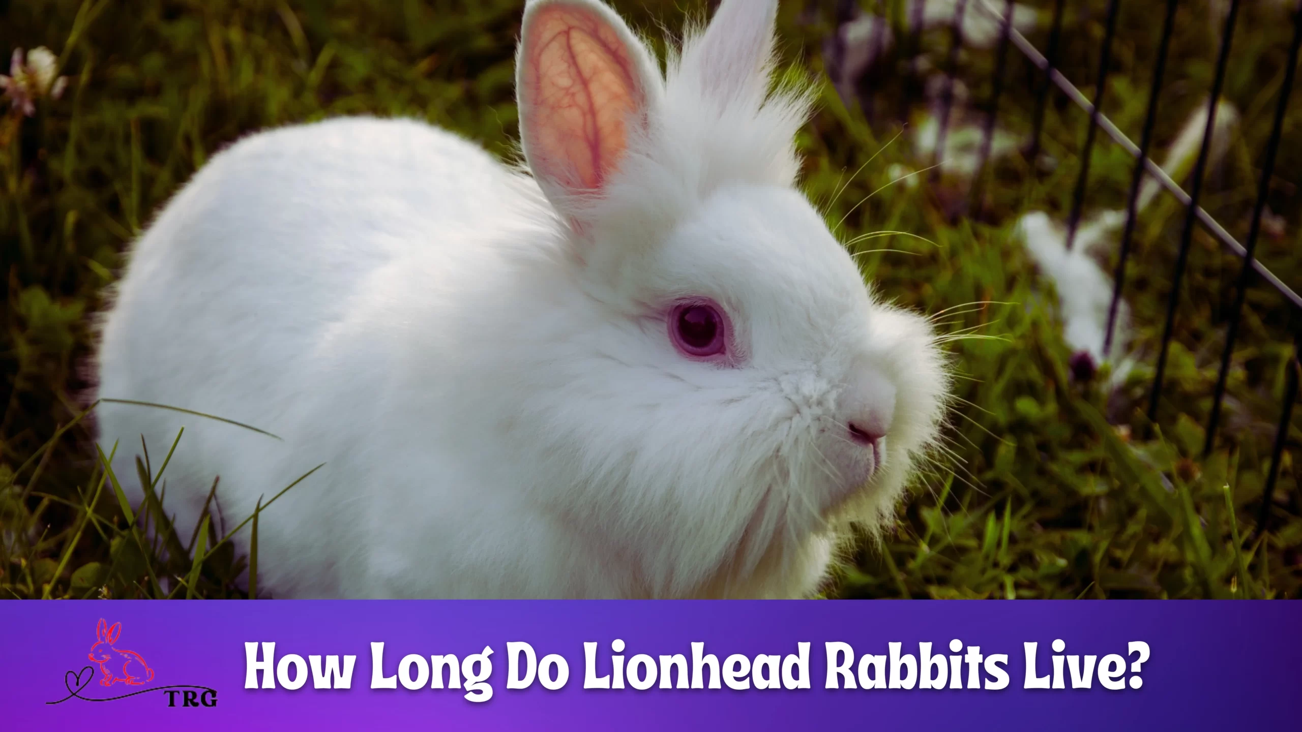 How Long Do Lionhead Rabbits Live? Lifespan Of Fluffy Little Lions