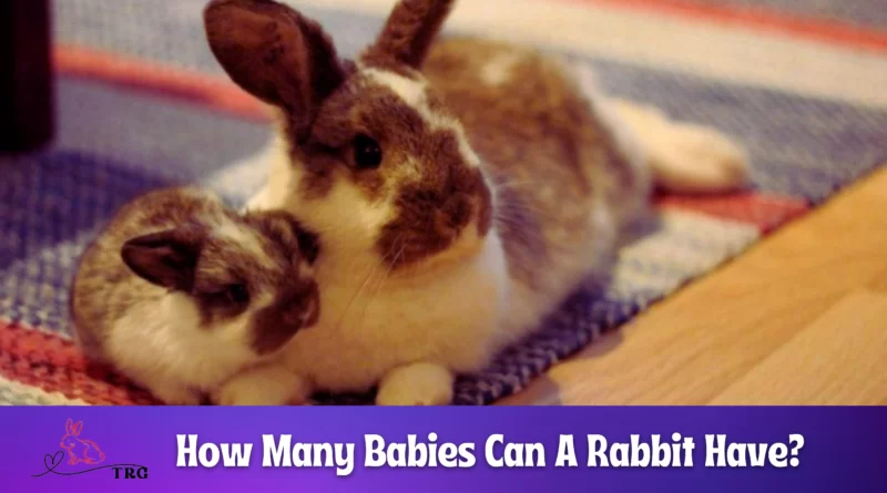 How Many Babies Can a Rabbit Have