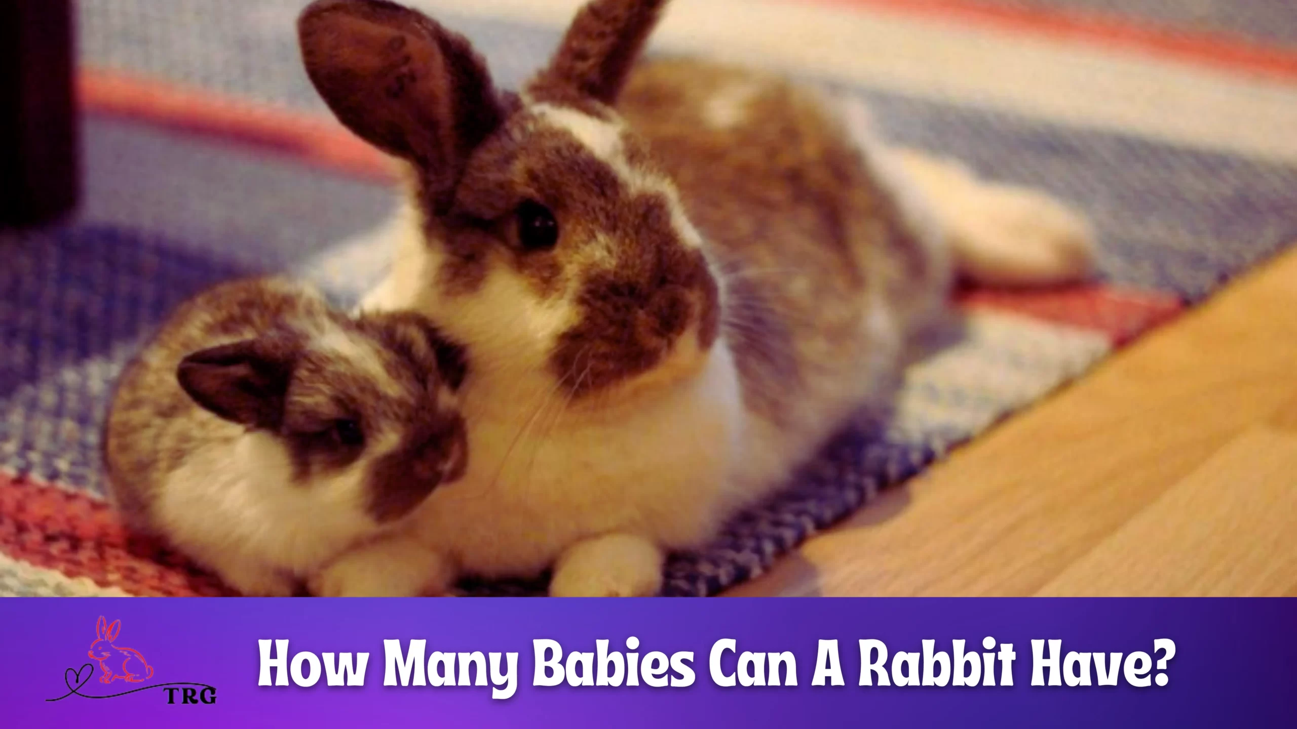 how-many-babies-can-a-rabbit-have-from-one-to-many