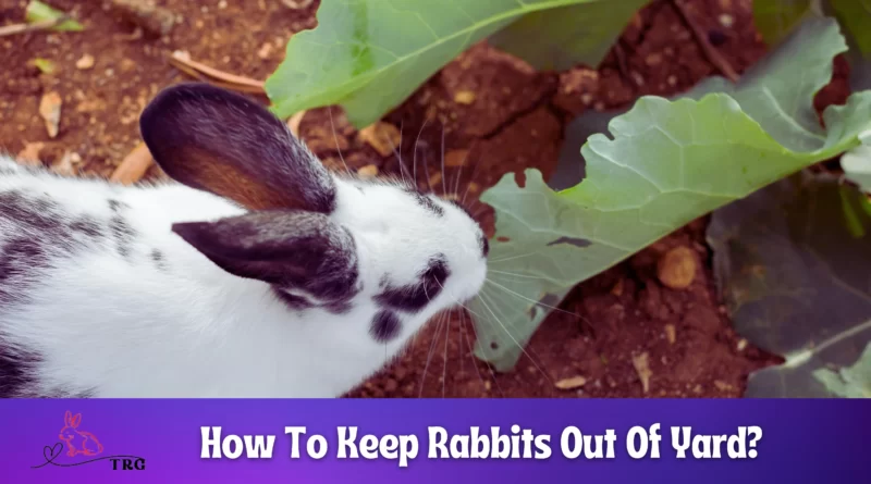How To Keep Rabbits Out Of Yard