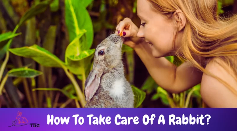 How To Take Care Of A Rabbit
