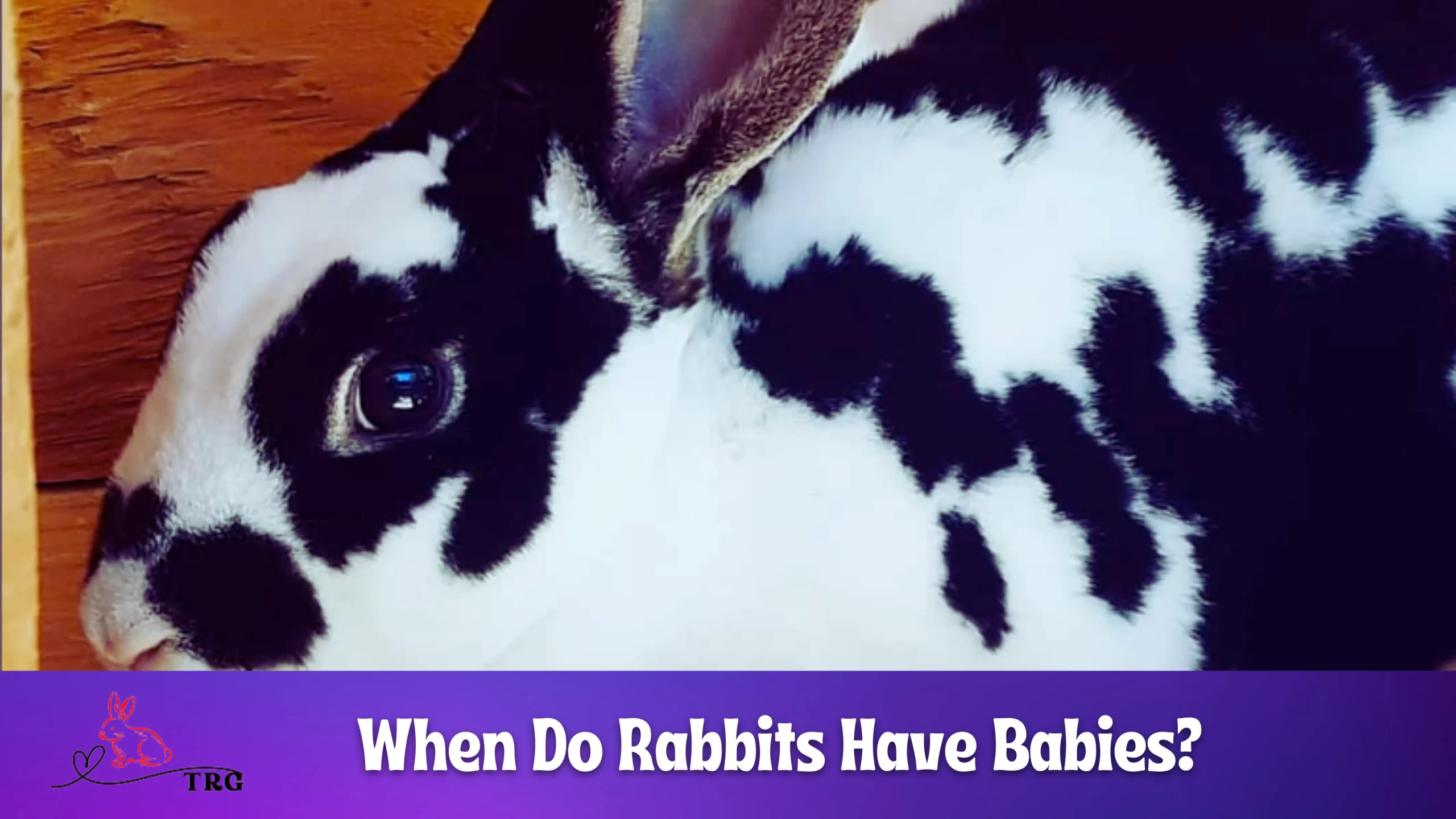 When Do Rabbits Have Babies? Reproductive Cycle of Bunnies