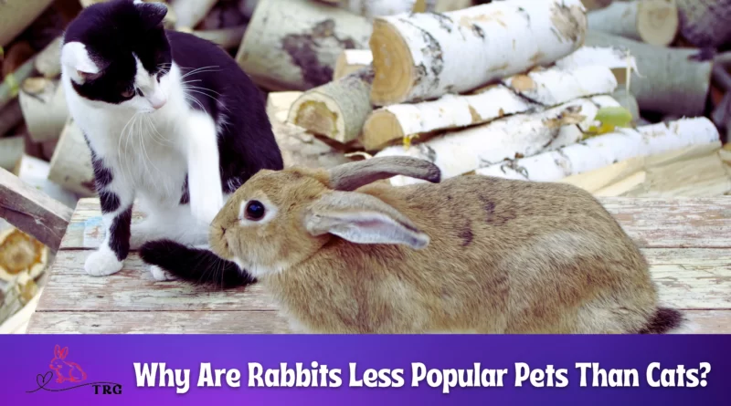 Why Are Rabbits Less Popular Pets Than Cats