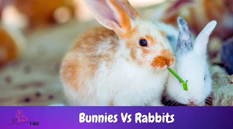 what is the difference between a bunny and a rabbit
