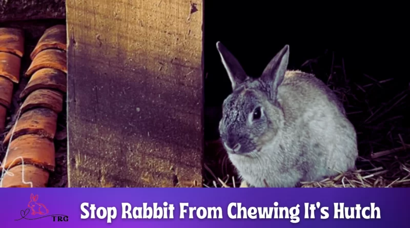 How To Stop A Rabbit Chewing Its Hutch